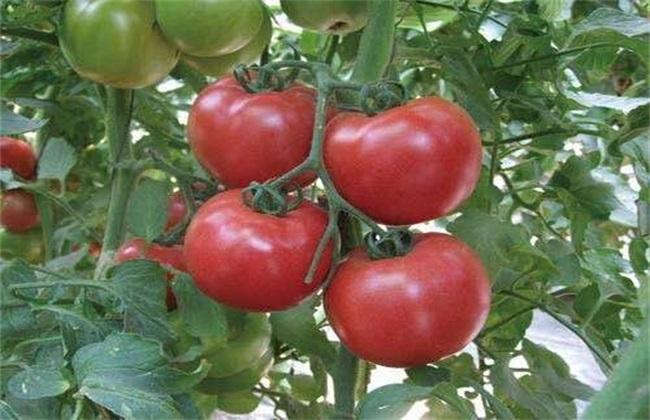 西红柿种植技术与管理(盆栽大西红柿种植技术与管理)