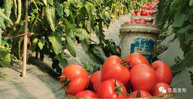 西红柿种植技术与管理(夏季西红柿种植技术与管理)